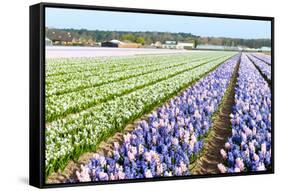 Purple and Pink Hyacinths in the Flower Bulb Fields in Holland-Ivonnewierink-Framed Stretched Canvas