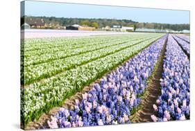 Purple and Pink Hyacinths in the Flower Bulb Fields in Holland-Ivonnewierink-Stretched Canvas