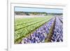 Purple and Pink Hyacinths in the Flower Bulb Fields in Holland-Ivonnewierink-Framed Photographic Print