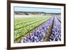 Purple and Pink Hyacinths in the Flower Bulb Fields in Holland-Ivonnewierink-Framed Photographic Print