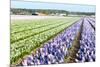 Purple and Pink Hyacinths in the Flower Bulb Fields in Holland-Ivonnewierink-Mounted Photographic Print