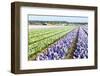 Purple and Pink Hyacinths in the Flower Bulb Fields in Holland-Ivonnewierink-Framed Photographic Print