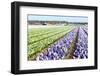 Purple and Pink Hyacinths in the Flower Bulb Fields in Holland-Ivonnewierink-Framed Photographic Print