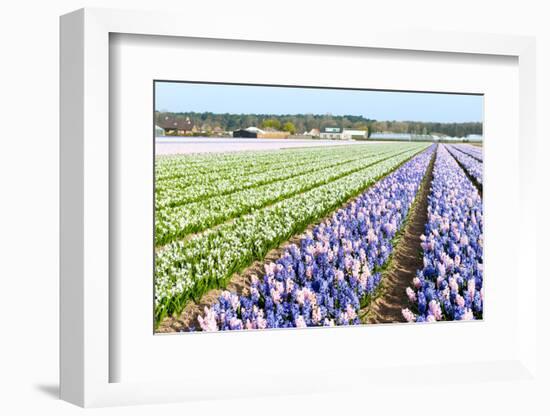 Purple and Pink Hyacinths in the Flower Bulb Fields in Holland-Ivonnewierink-Framed Photographic Print