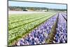 Purple and Pink Hyacinths in the Flower Bulb Fields in Holland-Ivonnewierink-Mounted Photographic Print