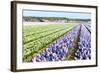 Purple and Pink Hyacinths in the Flower Bulb Fields in Holland-Ivonnewierink-Framed Photographic Print