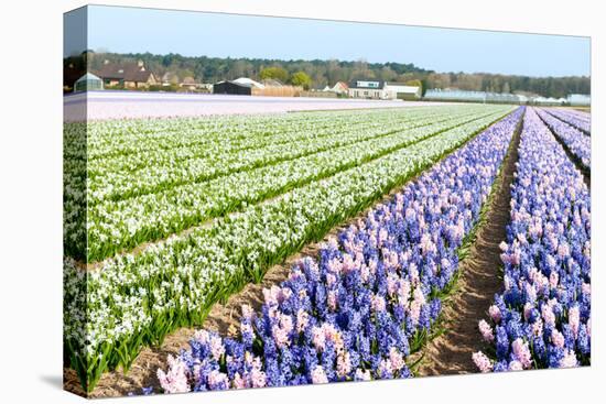 Purple and Pink Hyacinths-Ivonnewierink-Stretched Canvas