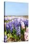 Purple and Pink Hyacinths-Ivonnewierink-Stretched Canvas