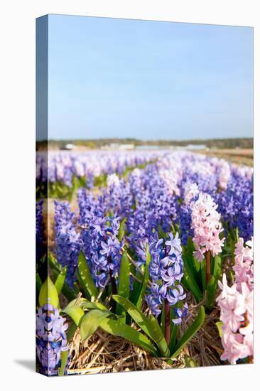 Purple and Pink Hyacinths-Ivonnewierink-Stretched Canvas