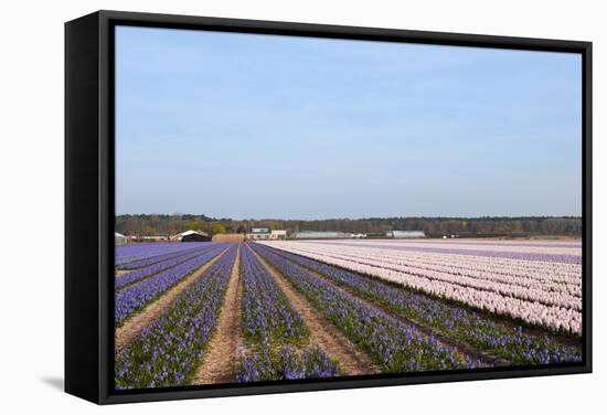 Purple and Pink Hyacinths-Ivonnewierink-Framed Stretched Canvas