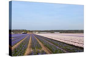 Purple and Pink Hyacinths-Ivonnewierink-Stretched Canvas