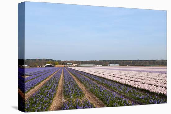 Purple and Pink Hyacinths-Ivonnewierink-Stretched Canvas