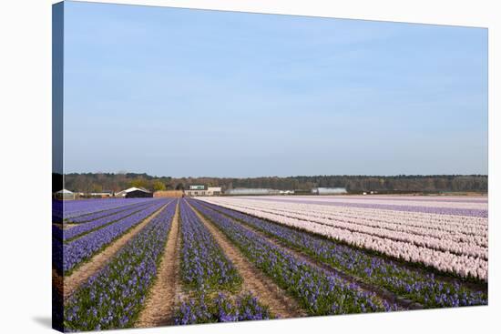 Purple and Pink Hyacinths-Ivonnewierink-Stretched Canvas