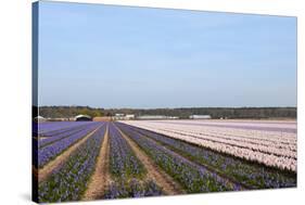 Purple and Pink Hyacinths-Ivonnewierink-Stretched Canvas