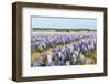 Purple and Pink Hyacinths-Ivonnewierink-Framed Photographic Print