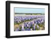 Purple and Pink Hyacinths-Ivonnewierink-Framed Photographic Print