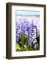 Purple and Pink Hyacinths-Ivonnewierink-Framed Photographic Print