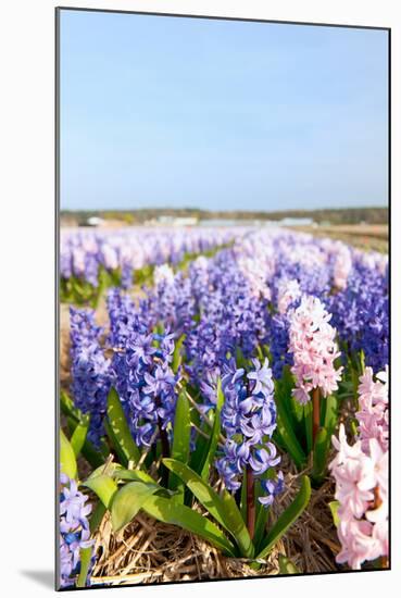 Purple and Pink Hyacinths-Ivonnewierink-Mounted Photographic Print