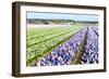 Purple and Pink Hyacinths-Ivonnewierink-Framed Photographic Print