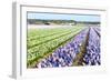 Purple and Pink Hyacinths-Ivonnewierink-Framed Photographic Print