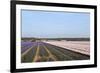 Purple and Pink Hyacinths-Ivonnewierink-Framed Photographic Print