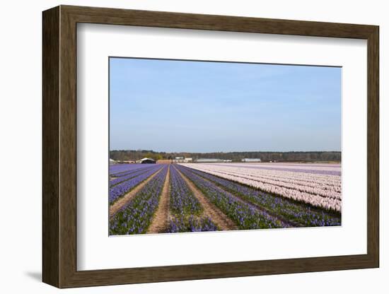 Purple and Pink Hyacinths-Ivonnewierink-Framed Photographic Print