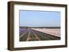 Purple and Pink Hyacinths-Ivonnewierink-Framed Photographic Print