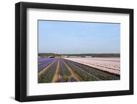 Purple and Pink Hyacinths-Ivonnewierink-Framed Photographic Print