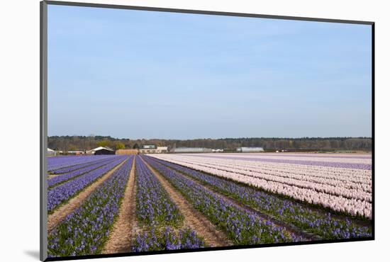 Purple and Pink Hyacinths-Ivonnewierink-Mounted Photographic Print