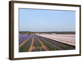 Purple and Pink Hyacinths-Ivonnewierink-Framed Photographic Print