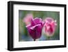 Purple and Pink Tulips with Raindrops-Brigitte Protzel-Framed Photographic Print