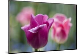Purple and Pink Tulips with Raindrops-Brigitte Protzel-Mounted Photographic Print
