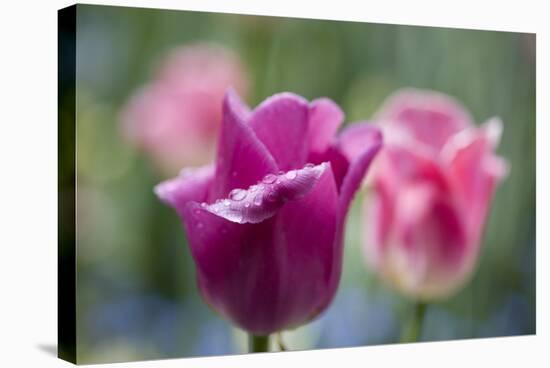 Purple and Pink Tulips with Raindrops-Brigitte Protzel-Stretched Canvas