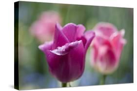 Purple and Pink Tulips with Raindrops-Brigitte Protzel-Stretched Canvas