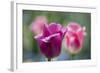 Purple and Pink Tulips with Raindrops-Brigitte Protzel-Framed Photographic Print