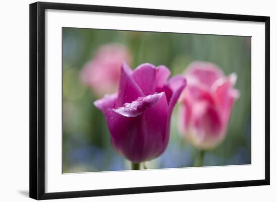 Purple and Pink Tulips with Raindrops-Brigitte Protzel-Framed Photographic Print