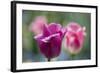 Purple and Pink Tulips with Raindrops-Brigitte Protzel-Framed Photographic Print