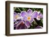 Purple and White Crocus-Fulvio-Framed Photographic Print