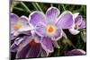 Purple and White Crocus-Fulvio-Mounted Photographic Print