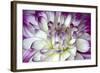 Purple and White Dahlia-George Johnson-Framed Photographic Print