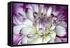 Purple and White Dahlia-George Johnson-Framed Stretched Canvas