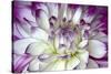 Purple and White Dahlia-George Johnson-Stretched Canvas