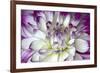 Purple and White Dahlia-George Johnson-Framed Photographic Print