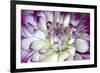 Purple and White Dahlia-George Johnson-Framed Photographic Print