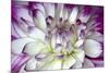 Purple and White Dahlia-George Johnson-Mounted Photographic Print