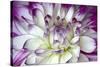 Purple and White Dahlia-George Johnson-Stretched Canvas