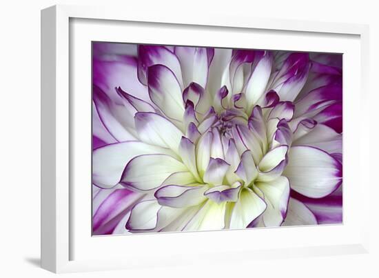 Purple and White Dahlia-George Johnson-Framed Photographic Print