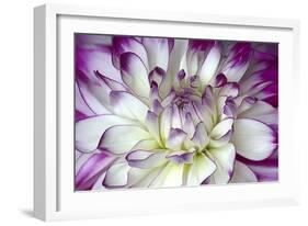 Purple and White Dahlia-George Johnson-Framed Photographic Print