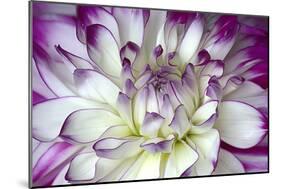 Purple and White Dahlia-George Johnson-Mounted Photographic Print