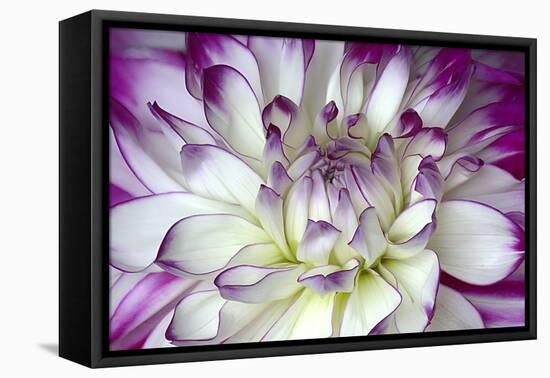 Purple and White Dahlia-George Johnson-Framed Stretched Canvas